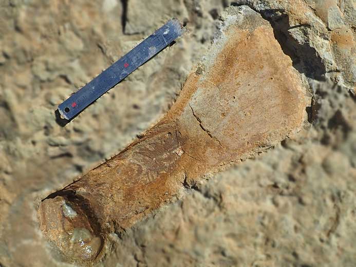 Palette natatoire Sauroptrygien fossile jurassique Boulonnais